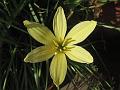 Primrose Rain Lily